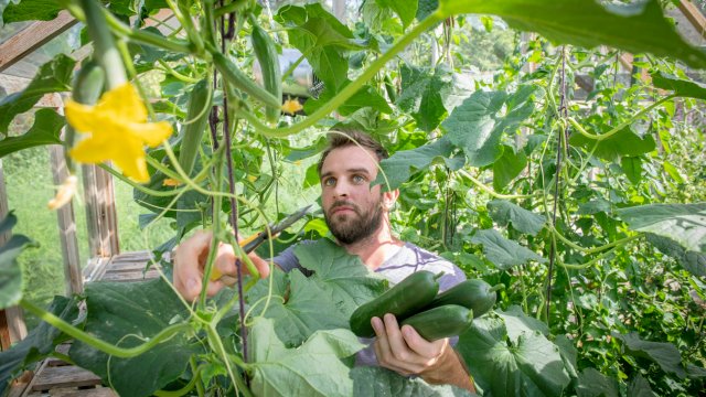 Article thumbnail: A gardener harvesting cucumbers in the Fruit and Vegetable Garden at RHS Garden Rosemoor.