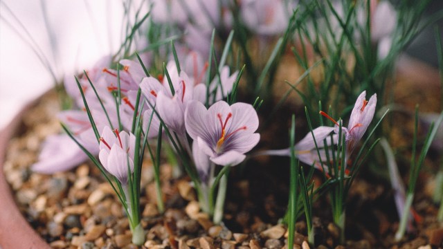 Article thumbnail: This is a plant portrait of Crocus cartwrightianus.