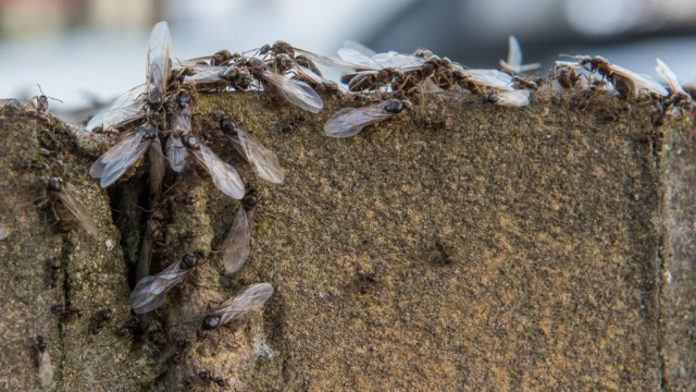 Article thumbnail: LEIGH ON SEA, ENGLAND - AUGUST 10: Flying ants emerge from a crack in a garden wall on August 10, 2021 in Leigh on Sea, England. (Photo by John Keeble/Getty Images)